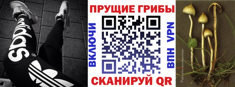 Галлюциногенные грибы прущие грибы  наркошоп  Чапаевск 
